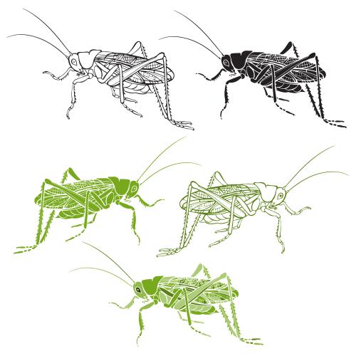 Grasshopper. Vector grasshoppers, various options on white