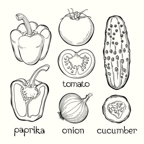 Spice. Vector paprika tomatoes cucumbers and onion isolated graphic elements on white