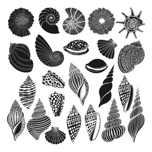 Nautilus. Vector shells, nautiluses, scallops, sea urchin on white