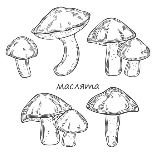 Black-white. Vector boletus, various mushroom options on white