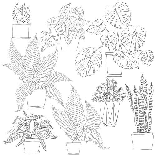 Cactus. Vector indoor plants in pots on white