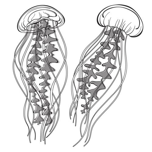 Jellyfish. Vector two jellies on white