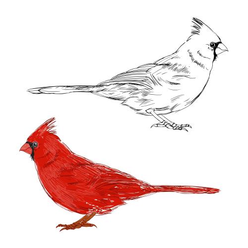 Northern cardinal. Vector red cardinal bird, two variants on white