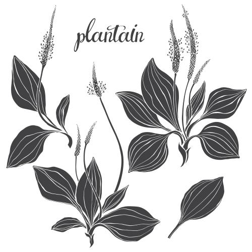 Plantain. Vector plantain black silhouettes on white