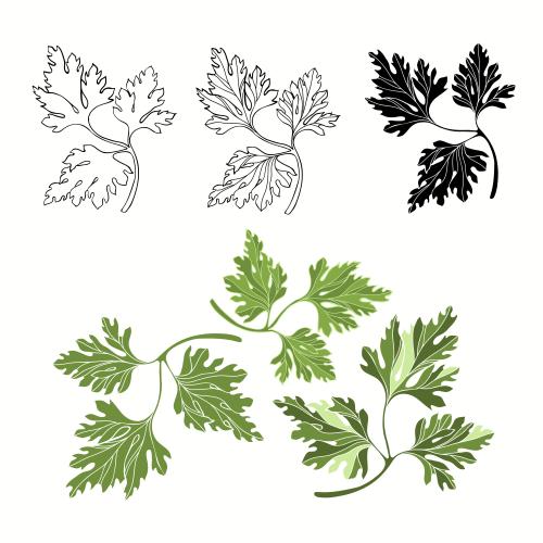 Parsley. Vector parsley, contours and silhouettes, black and colored on white