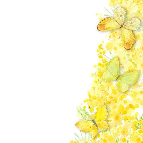 Raster image watercolor mimosa and butterflies, space for text on white