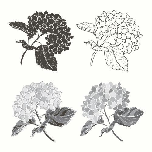 Hydrangea. Vector hydrangea flowers with leaves on white four different monochrome variants