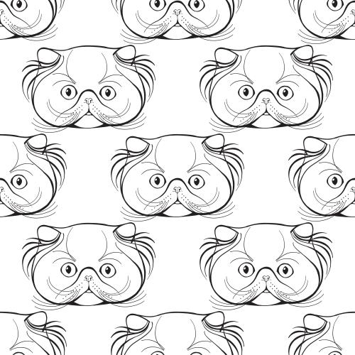 Persian cat. Vector persian kitties, cute faces on white