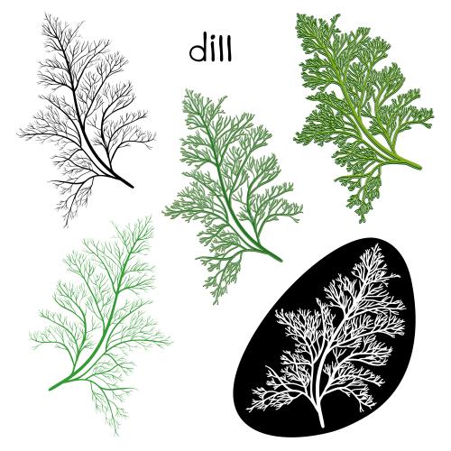 Dill. Vector dill sticks, five different options on white