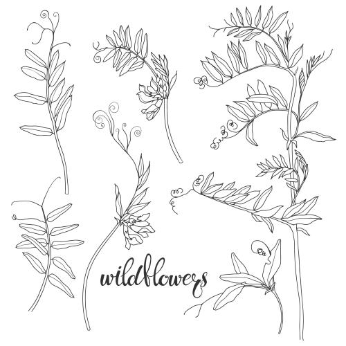 Illustration field flowers, contours on white