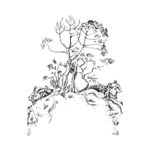 Tree. Vector juniper on the mountain in sudak, crimea, sketch on white