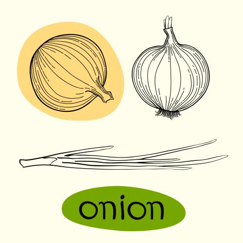 Onion. Vector onion isolated elements on white and the word onion