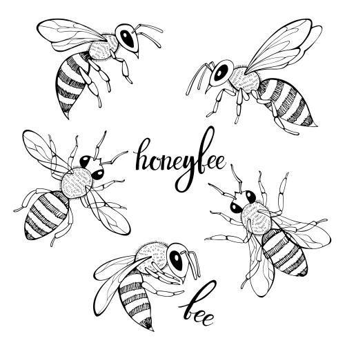 Bee. Vector bees, five different options on white