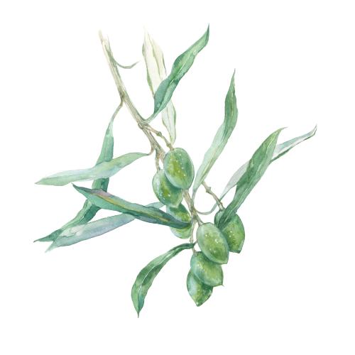 Raster image watercolor olive branch with berries