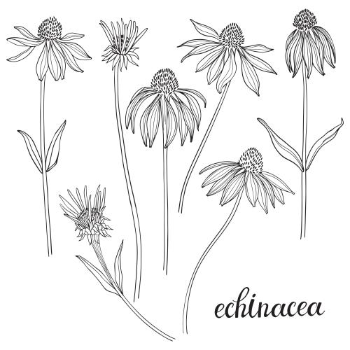 Echinacea. Vector echinacea flower contours on white