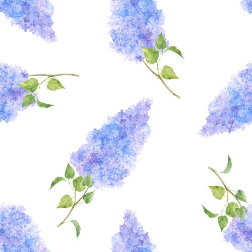 Lilac. Vector watercolor lilac on white