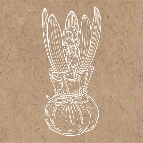 Hyacinth. Vector hyacinth in packaging with a bow on craft