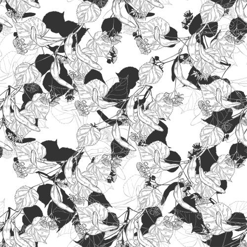 Linden. Vector lime contours and silhouettes on white