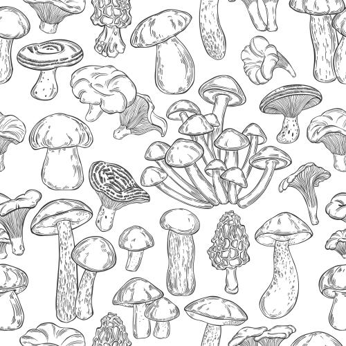 Vector image mushrooms various types on white