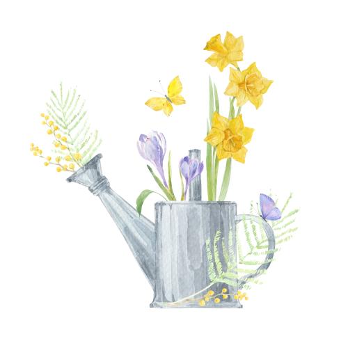 Raster image watercolor daffodils mimosa and crocus in a jug butterflies on white
