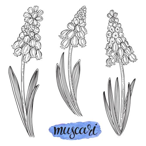 Muscari. Vector muscaris on white, three options