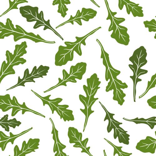 Vector image rucola green silhouettes of leaves on white