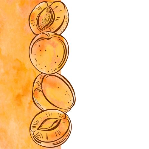 Vector image apricots orange watercolor fragments space for text on white