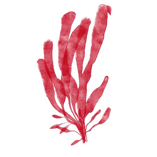 Raster image red watercolor seaweed