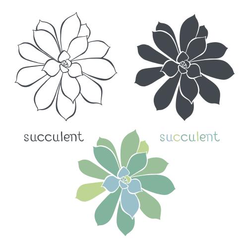 Succulent. Vector succulent, three variants on white