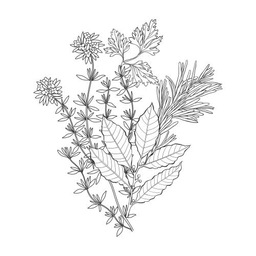 Vector image bouquet garni: thyme, rosemary, laurel leaf, parsley on white