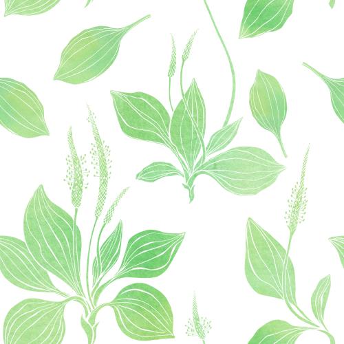 Raster image watercolor plantain on white