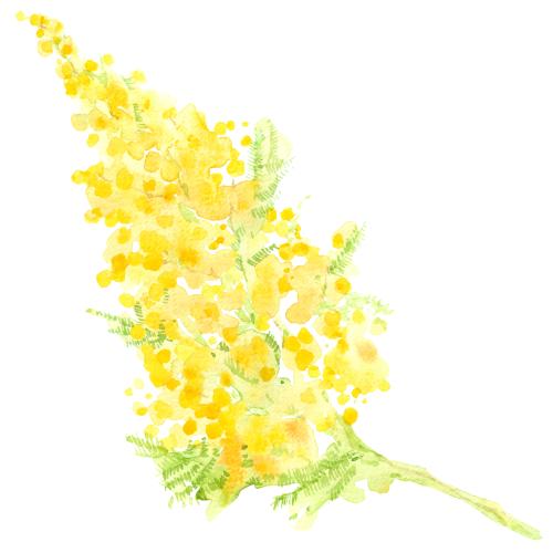 Raster image watercolor mimosa branch on white