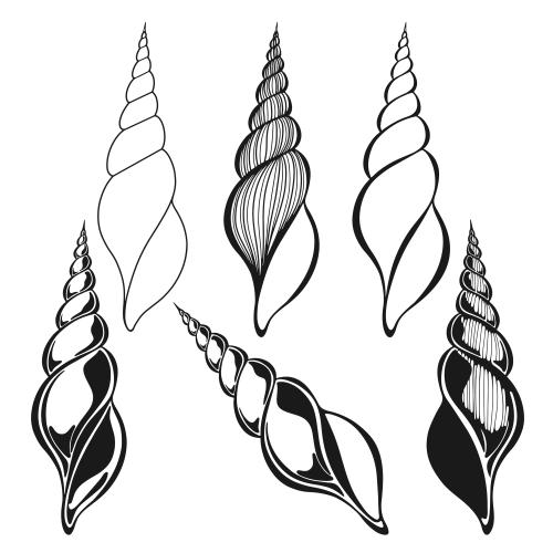 Illustration shells on white, six variants