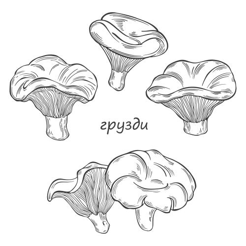 Black-white. Vector boletes, various mushroom options on white