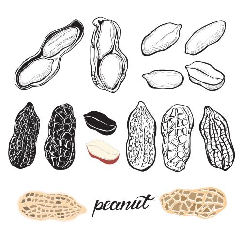 Nut. Vector peanuts, various options on white