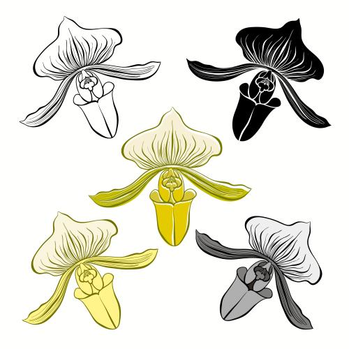 Vector image flowers orchids contour and various silhouettes on white