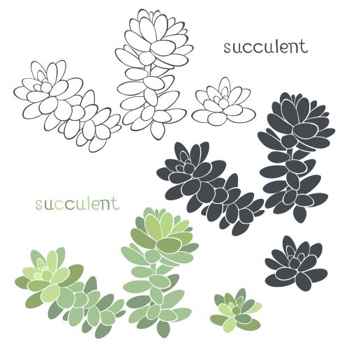 Illustration succulent, various options on white