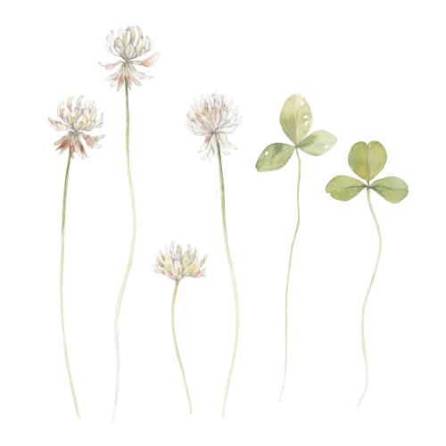 Illustration clover watercolor flowers and leaves on white