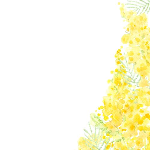 Raster image watercolor mimosa, place for text on white, corner composition