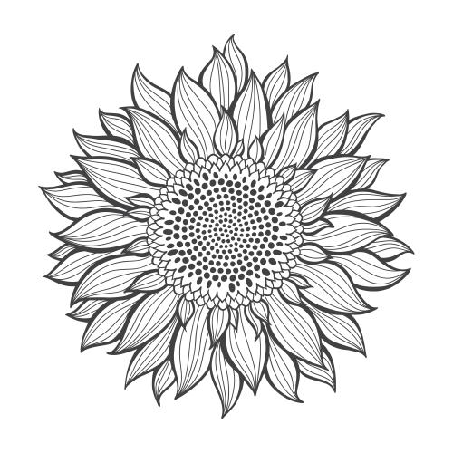 Sunflower. Vector sunflower on white, contour