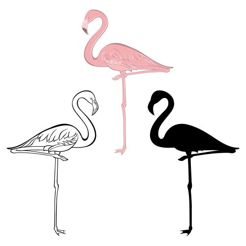Flamingo. Vector flamingo contour drawing colorful and black silhouettes on white