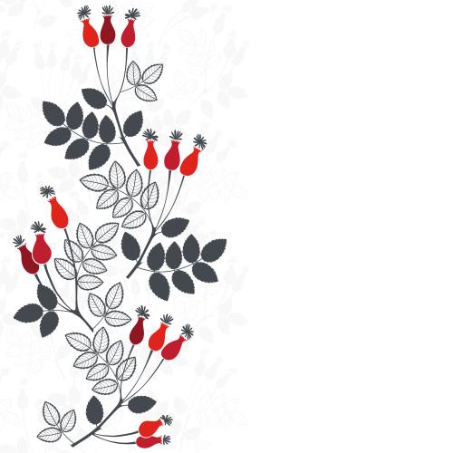 Berry. Vector dog rose, monochrome branches with red berries, space for text on white