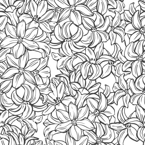 Hyacinth. Vector flowers of hyacinth on white