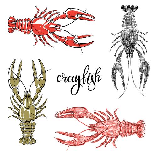 Crayfish. Vector crabs, four options on white