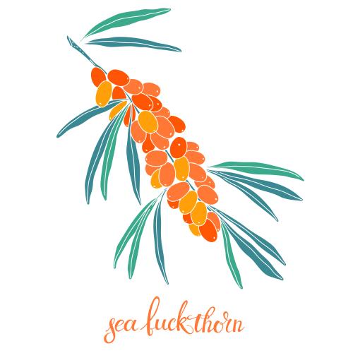 Sea buckthorn. Vector sea buckthorn branch with berries on white