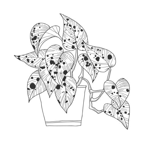 Item. Vector indoor plant in a pot on white