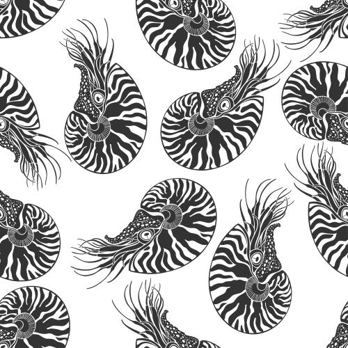 Vector image nautiluses black silhouettes on white