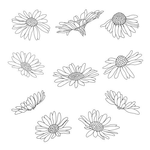 Illustration daisies various contour options on white