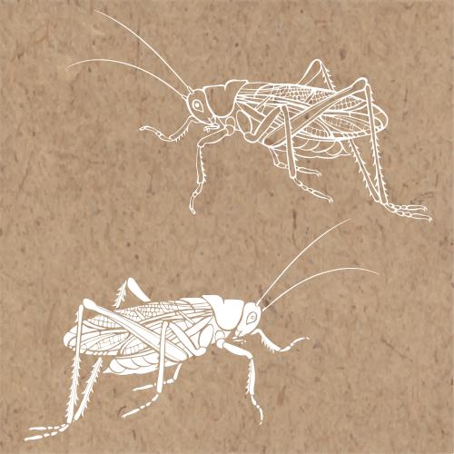Grasshopper. Vector white silhouette and outline on craft