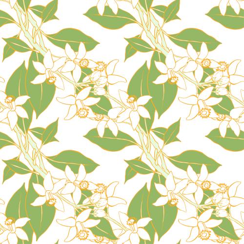 Neroli. Vector branches with neroli flowers on white